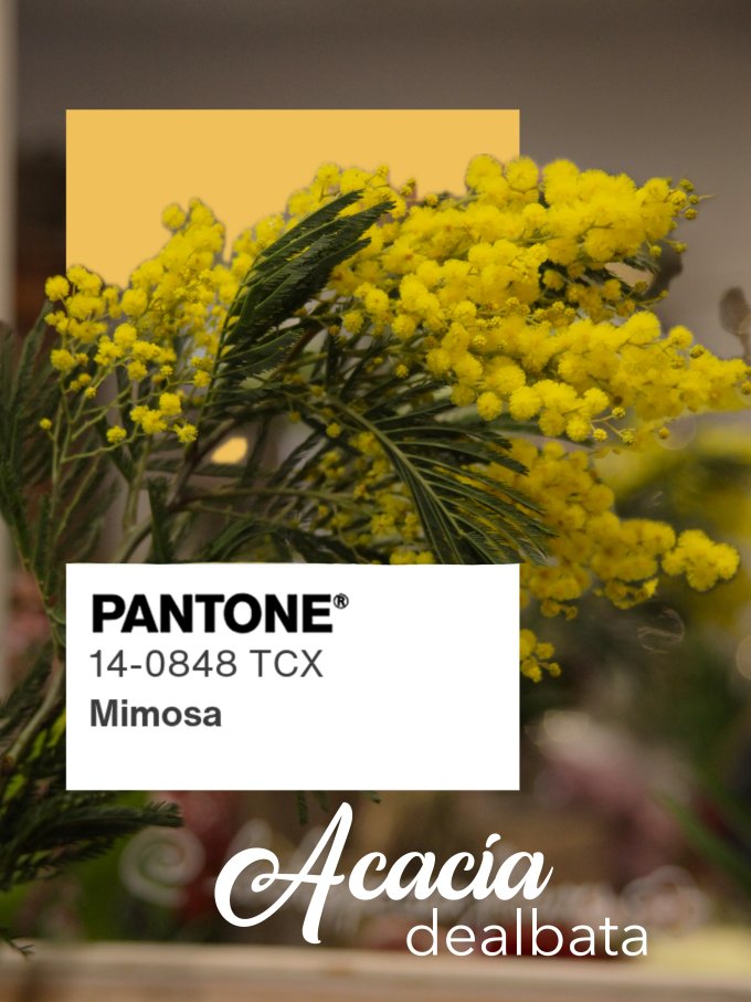 Fleurs de janvier photo 7